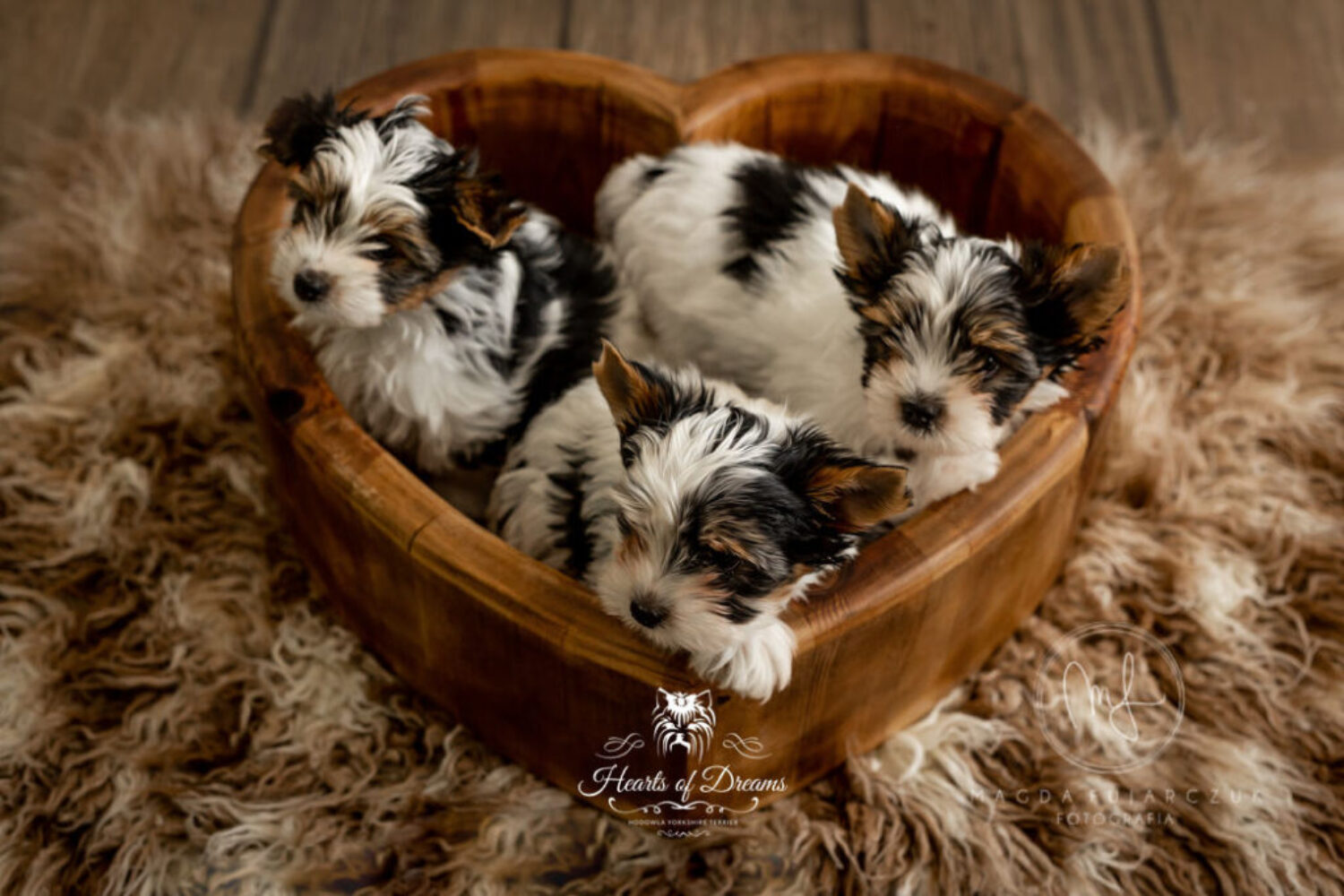 PROSZE DODANIE KONIECZNIE