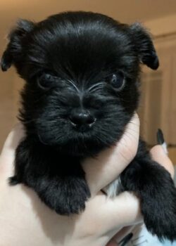 867182b0-c59d-4cae-8a96-6b746e0e04d8[8758]