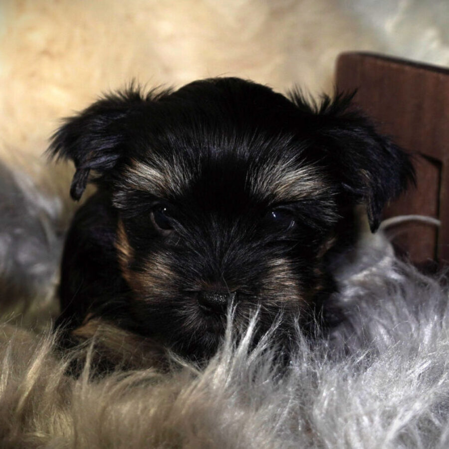 Szczeniaki (10) Szczeniaki (10)