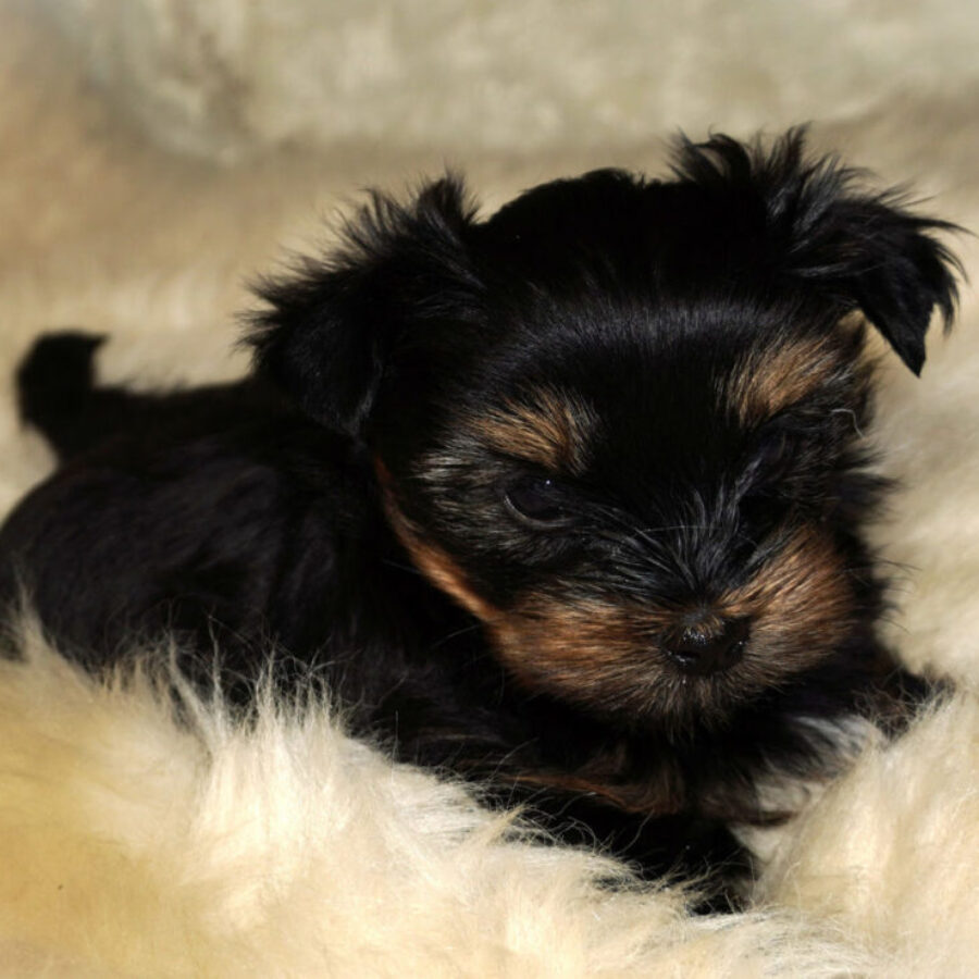 Szczeniaki (11) Szczeniaki (11)