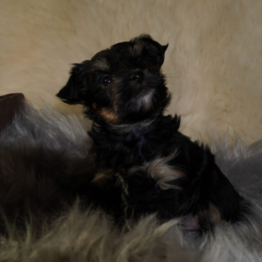 Szczeniaki (12) Szczeniaki (12)