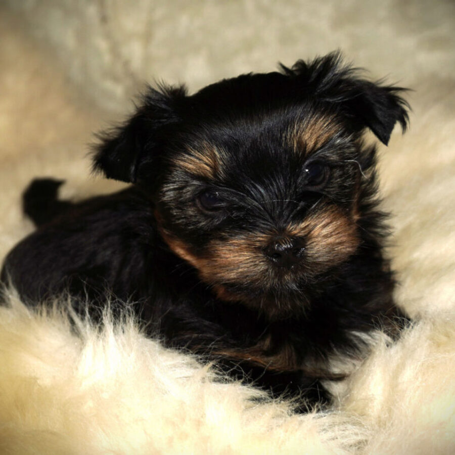 Szczeniaki (13) Szczeniaki (13)