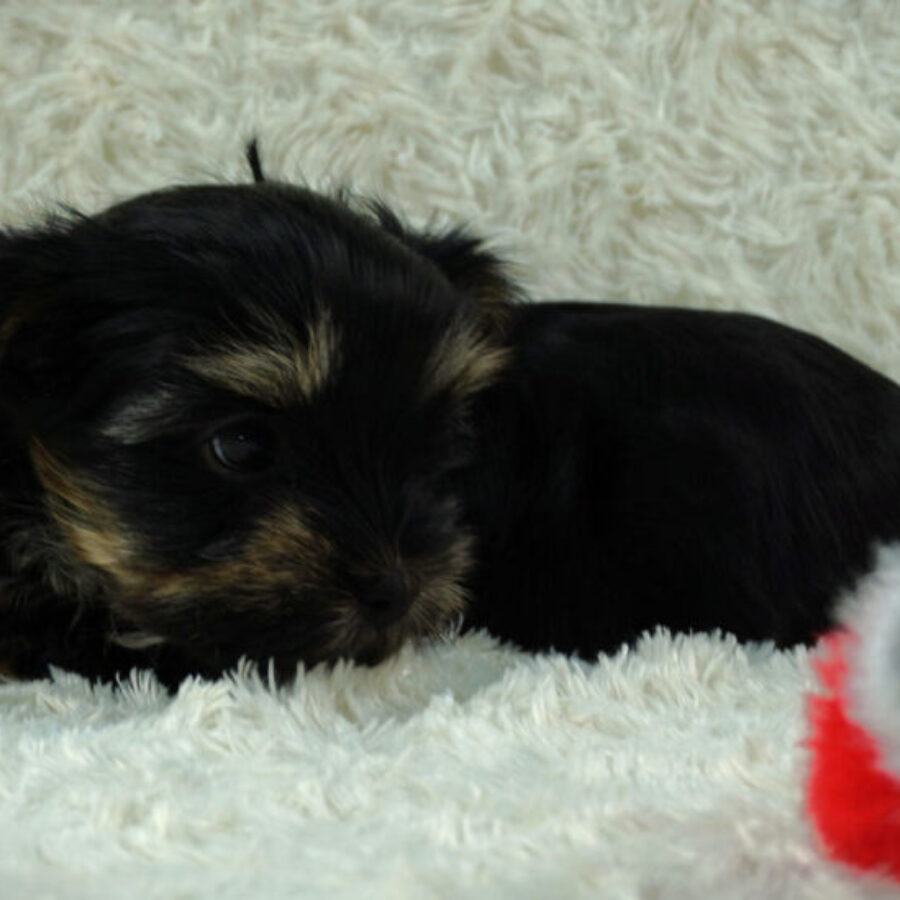 Szczeniaki (14) Szczeniaki (14)