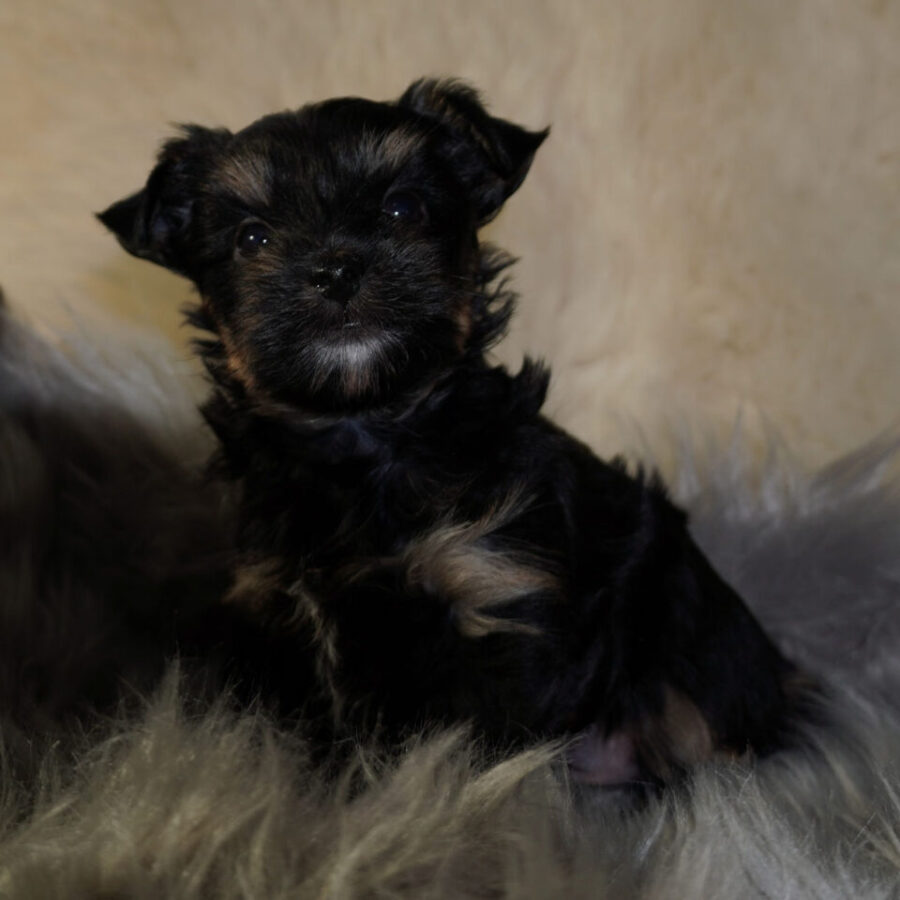 Szczeniaki (15) Szczeniaki (15)