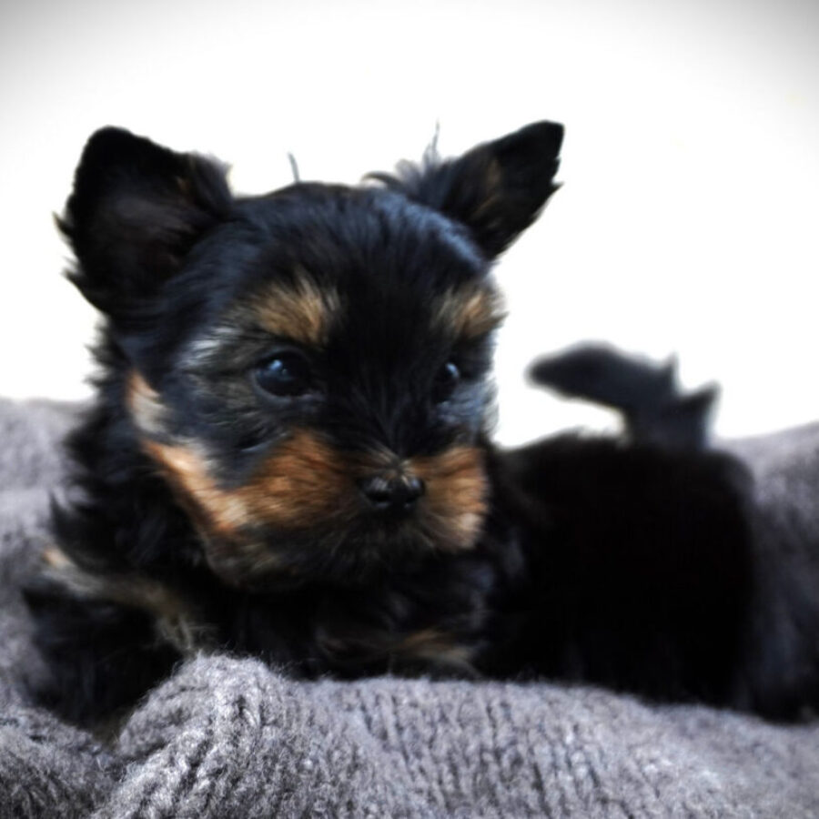 Szczeniaki (16) Szczeniaki (16)