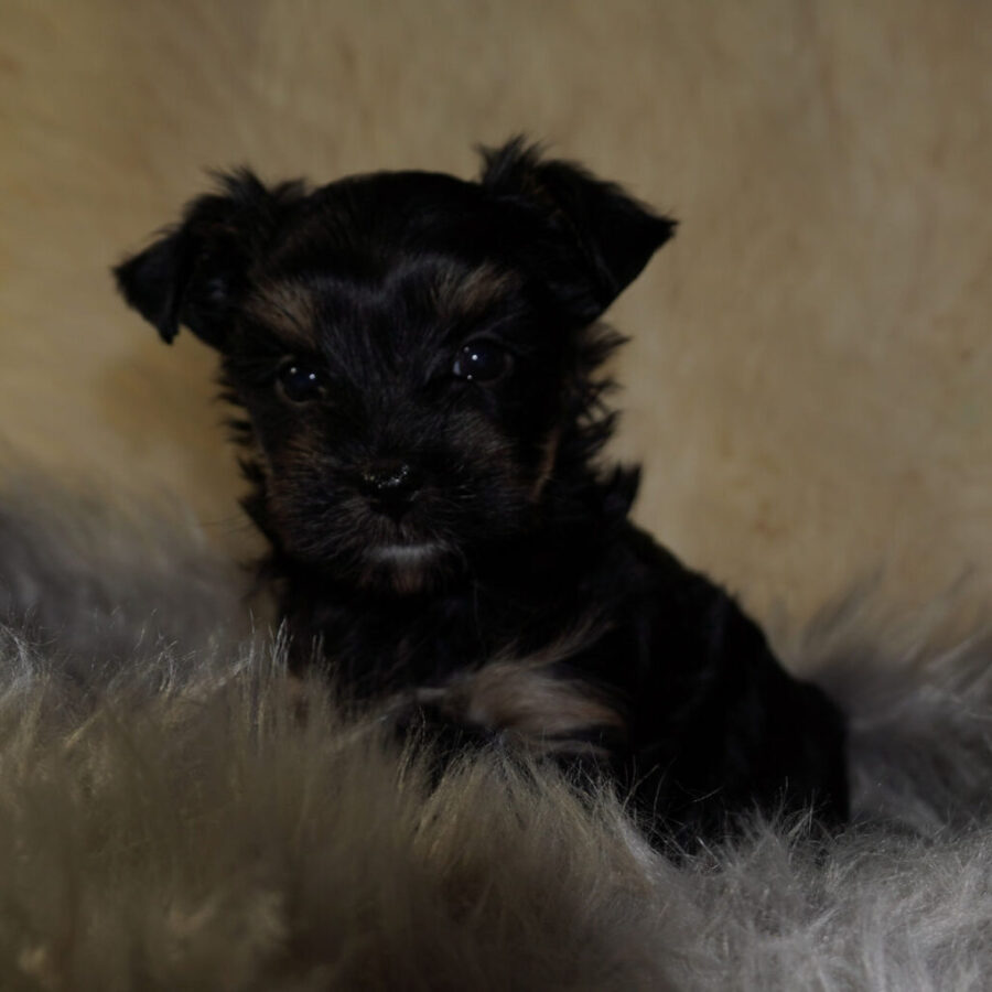 Szczeniaki (17) Szczeniaki (17)