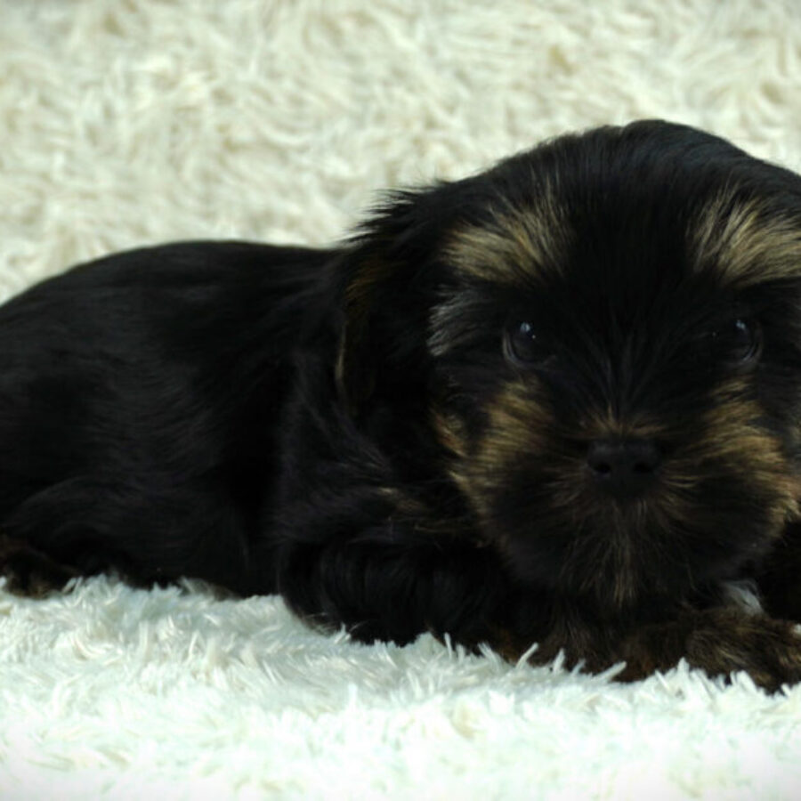 Szczeniaki (18) Szczeniaki (18)