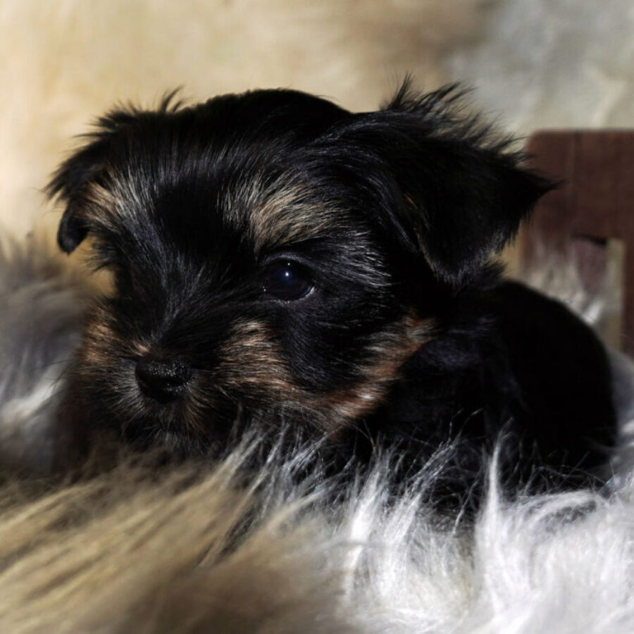 Szczeniaki (19) Szczeniaki (19)