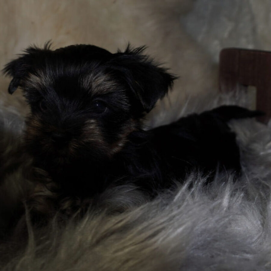 Szczeniaki (20) Szczeniaki (20)