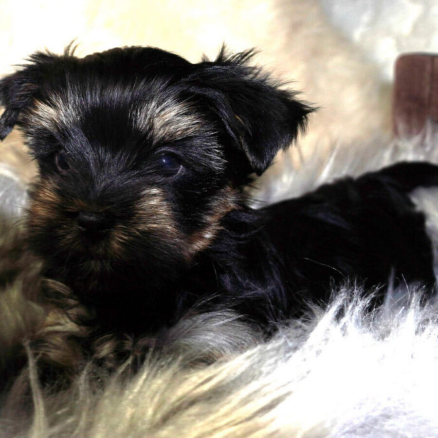 Szczeniaki (21) Szczeniaki (21)