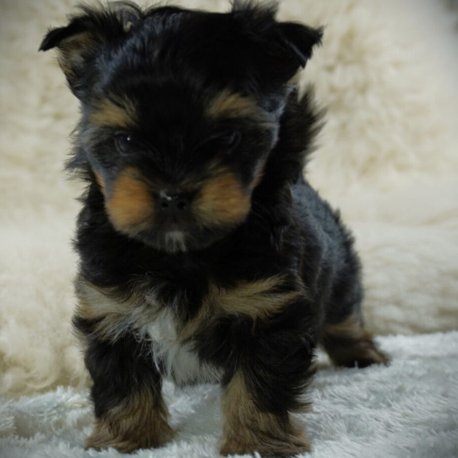 Szczeniaki (23) Szczeniaki (23)