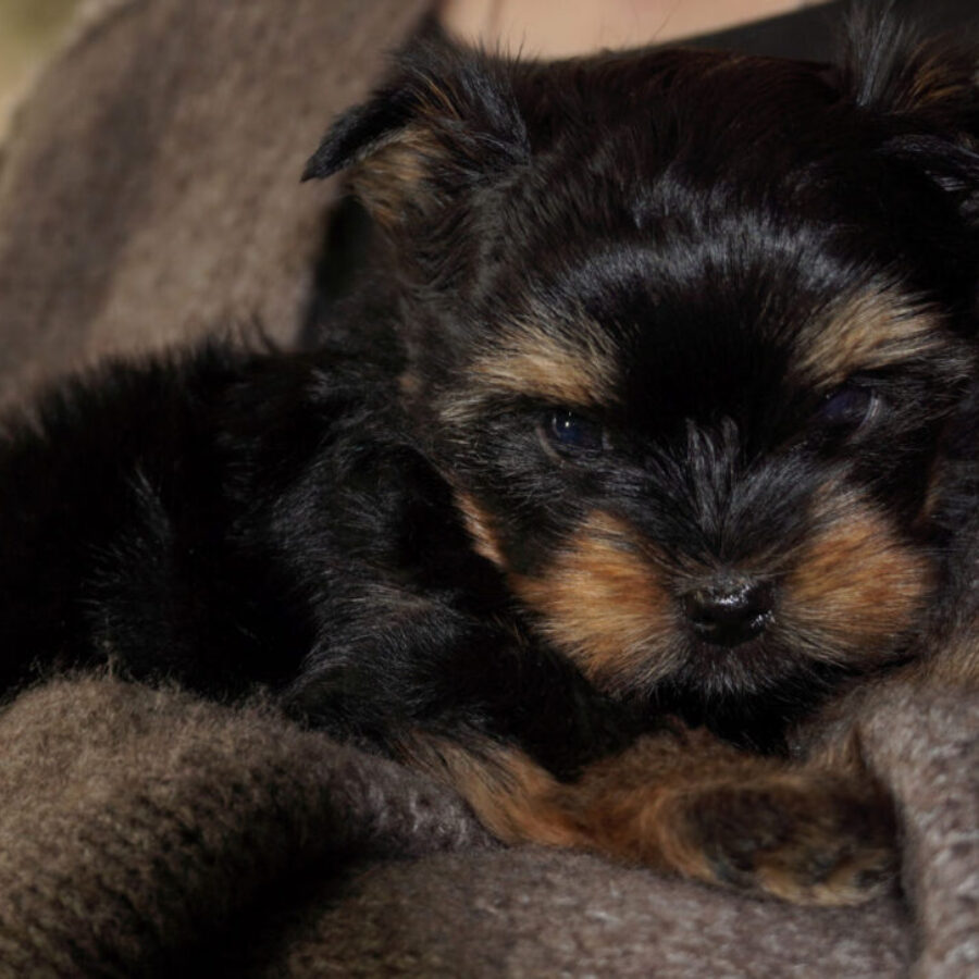 Szczeniaki (24) Szczeniaki (24)