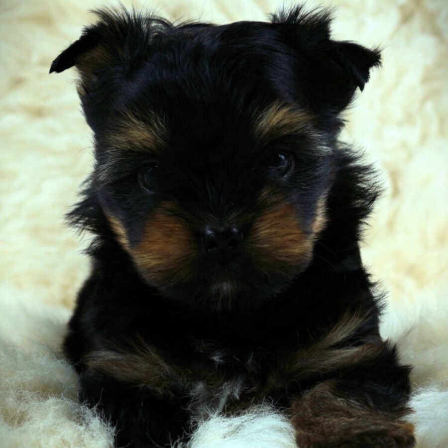 Szczeniaki (25) Szczeniaki (25)