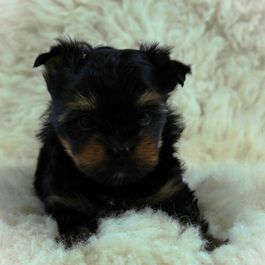 Szczeniaki (26) Szczeniaki (26)