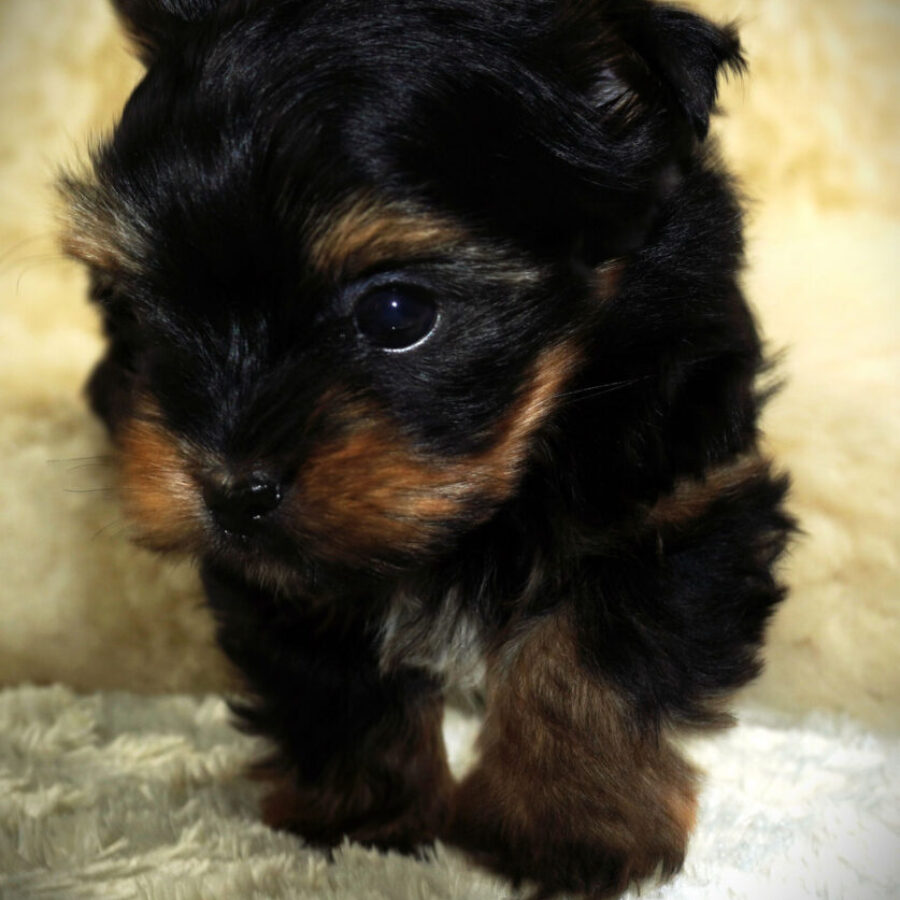 Szczeniaki (27) Szczeniaki (27)