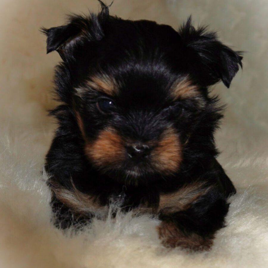 Szczeniaki (28) Szczeniaki (28)