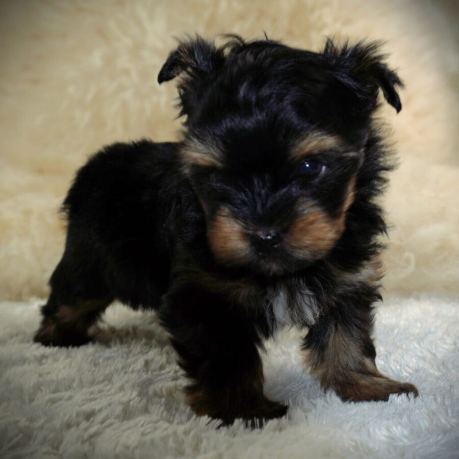 Szczeniaki (29) Szczeniaki (29)