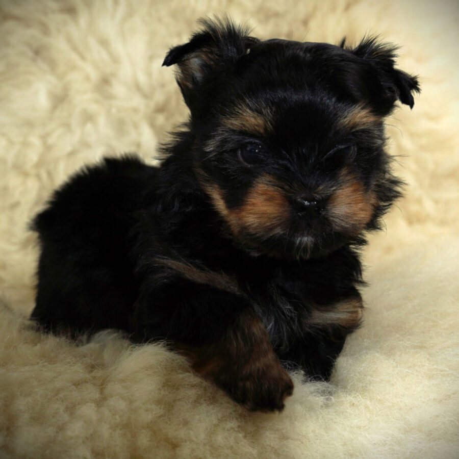 Szczeniaki (30) Szczeniaki (30)