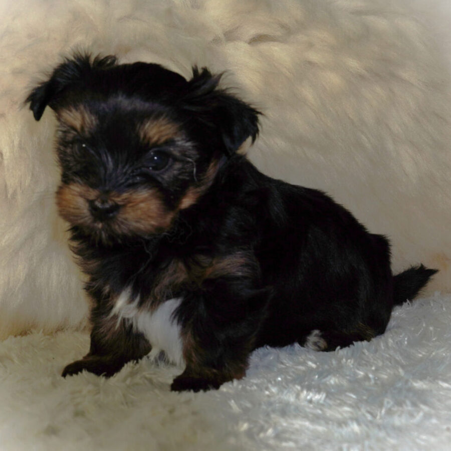 Szczeniaki (31) Szczeniaki (31)