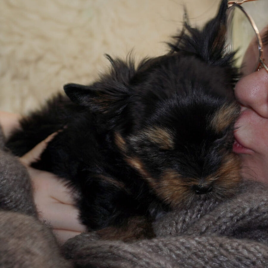 Szczeniaki (32) Szczeniaki (32)