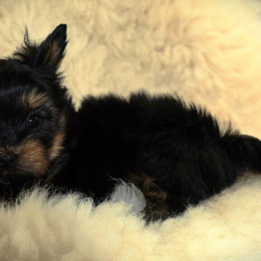 Szczeniaki (33) Szczeniaki (33)