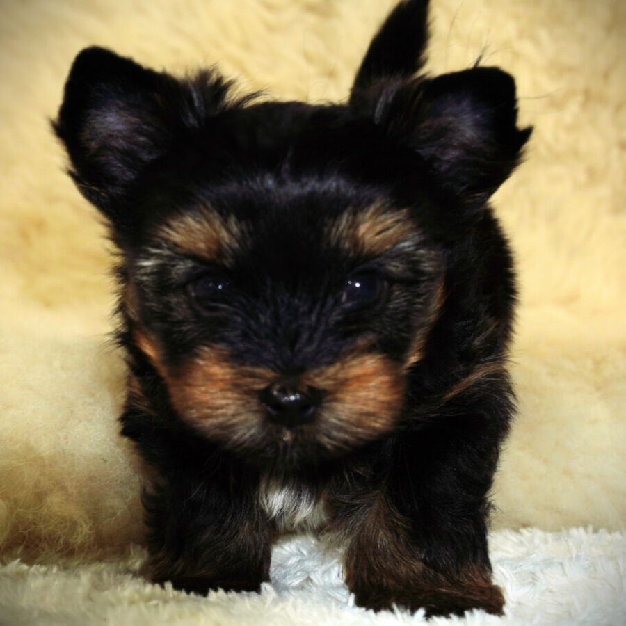 Szczeniaki (35) Szczeniaki (35)