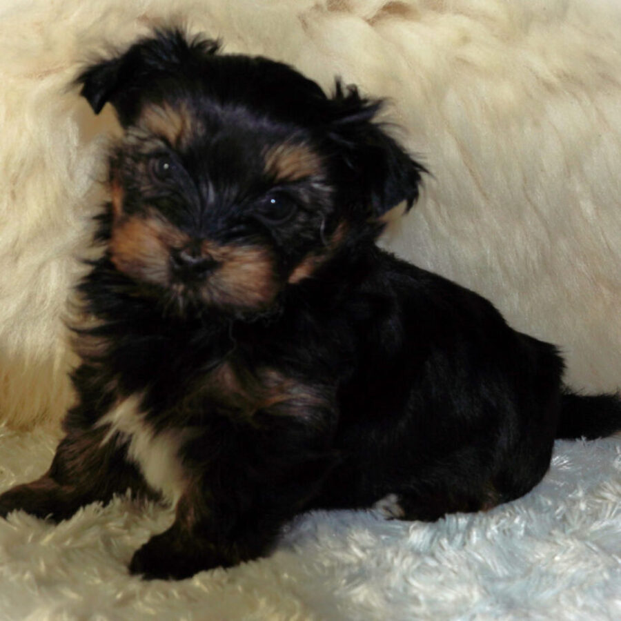 Szczeniaki (36) Szczeniaki (36)