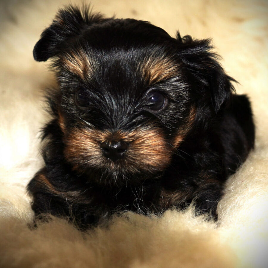 Szczeniaki (37) Szczeniaki (37)