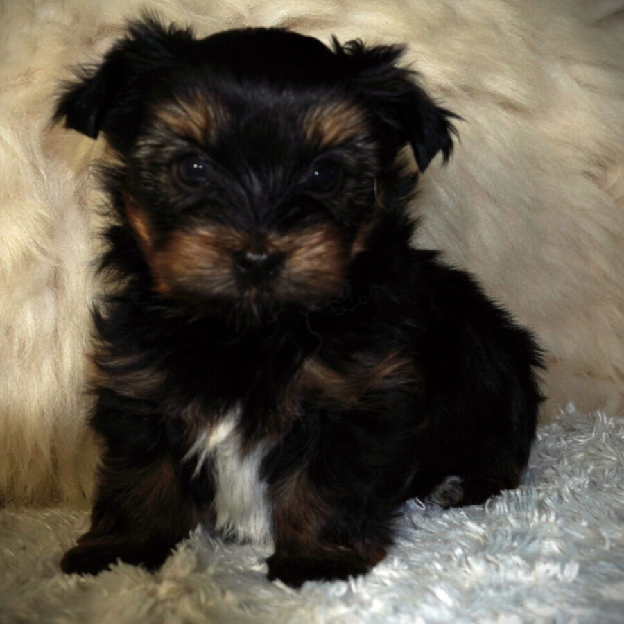 Szczeniaki (38) Szczeniaki (38)