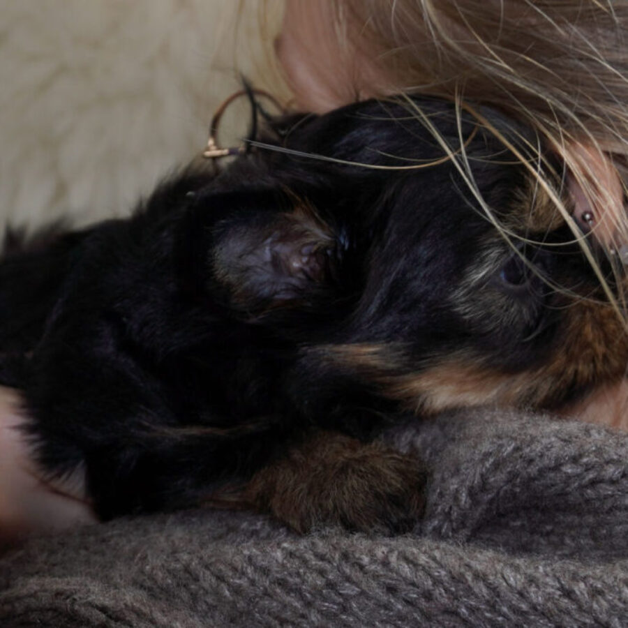 Szczeniaki (39) Szczeniaki (39)